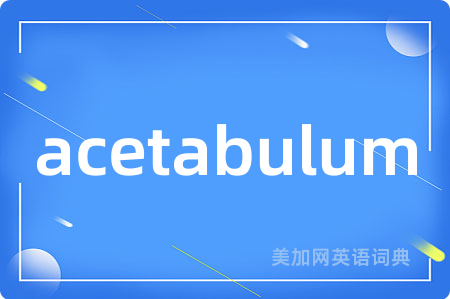 acetabulum