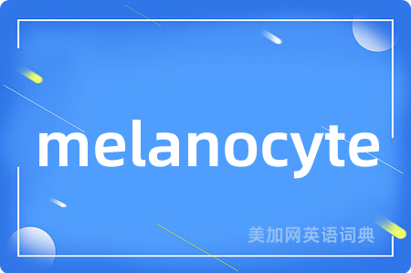 melanocyte