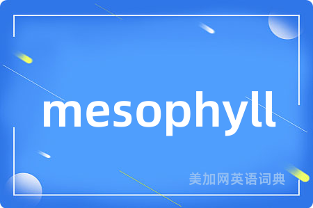 mesophyll