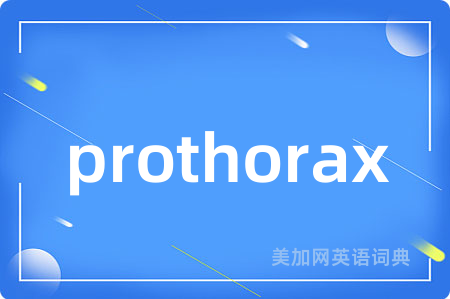prothorax