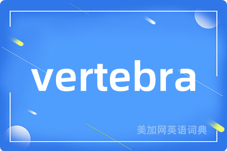 vertebra